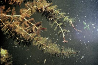 eurasian milfoil invasive species