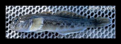 Round Goby  Wisconsin Sea Grant