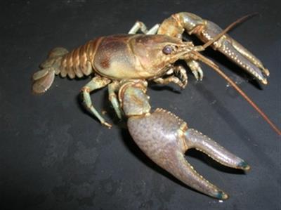 rusty crayfish invasive species