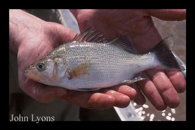 White Perch - Fishing