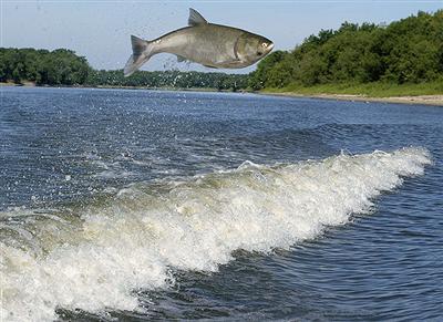 Wii fishing resort tidur river Cheiracanthus, Black Carp, Silver Carp and  Bighead Carp 