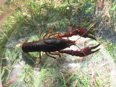 crayfish in water