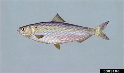 Blueback herring  Wisconsin Sea Grant