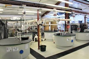 Large tanks used to raise walleye indoors using recirculating aquaculture