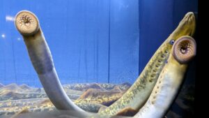 Three sea lamprey suction on to the side of a glass tank at the Wisconsin Maritime Museum