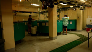 Dong-Fang Deng stands behind a teal-colored tank in her lab and discusses her research