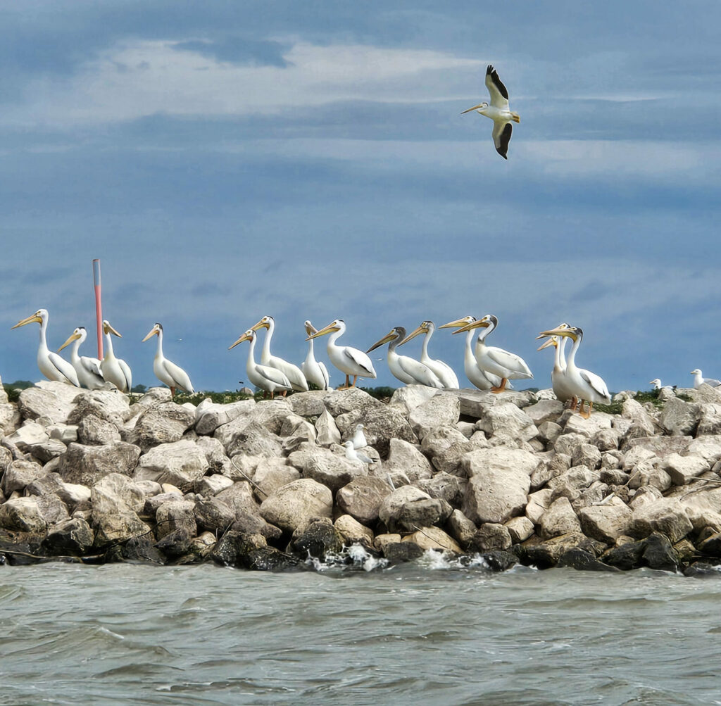 Fifteen American white pelicans stand on a wall of rocks 