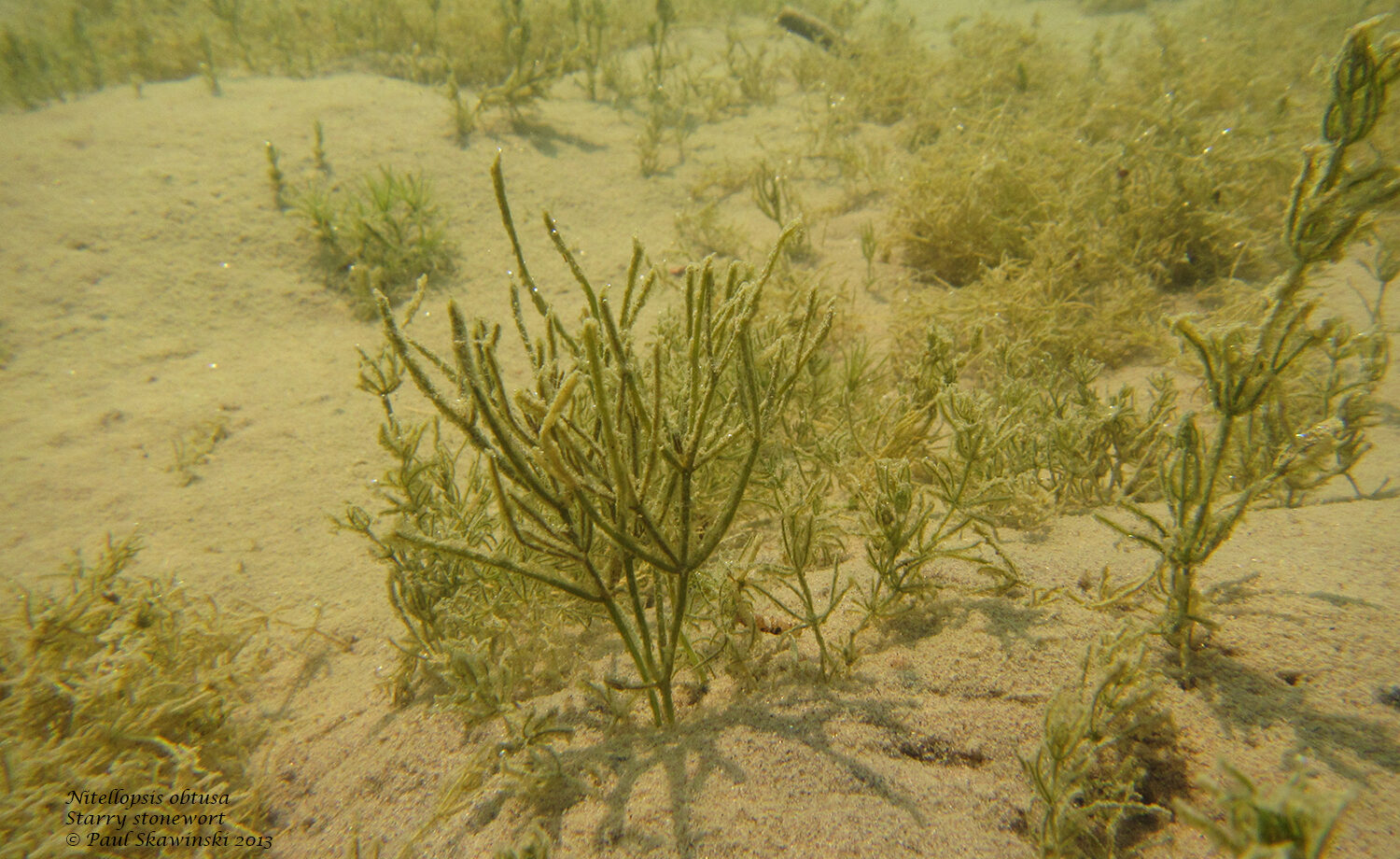 Starry stonewort growing underwater.