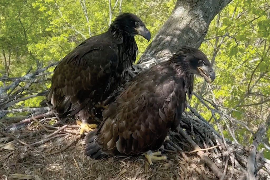 Two young eagles with entirely dark brown bodies in a nest.