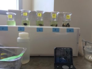 Picture of test tubes filled with algae