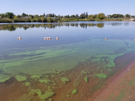 Algae bloom at Barker's Island Beach in Superior, Wisconsin, in 2021. Image credit: Hannah Ramage/Lake Superior Natural Estuarine Research Reserve.