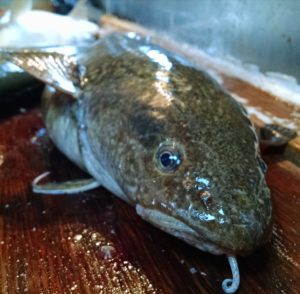 Close-up picture of a burbot head