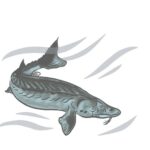 Sturgeon swimming against a wavy background
