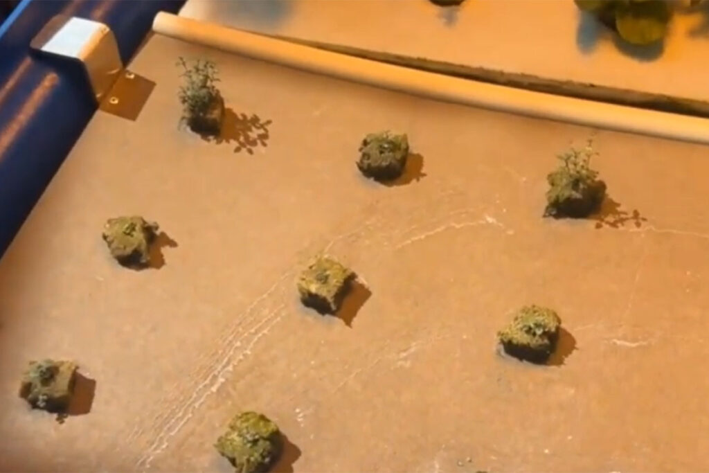 Twelve seedlings grow in rows of three on a smooth, brown board made of paper composite material. The board is floating in water.