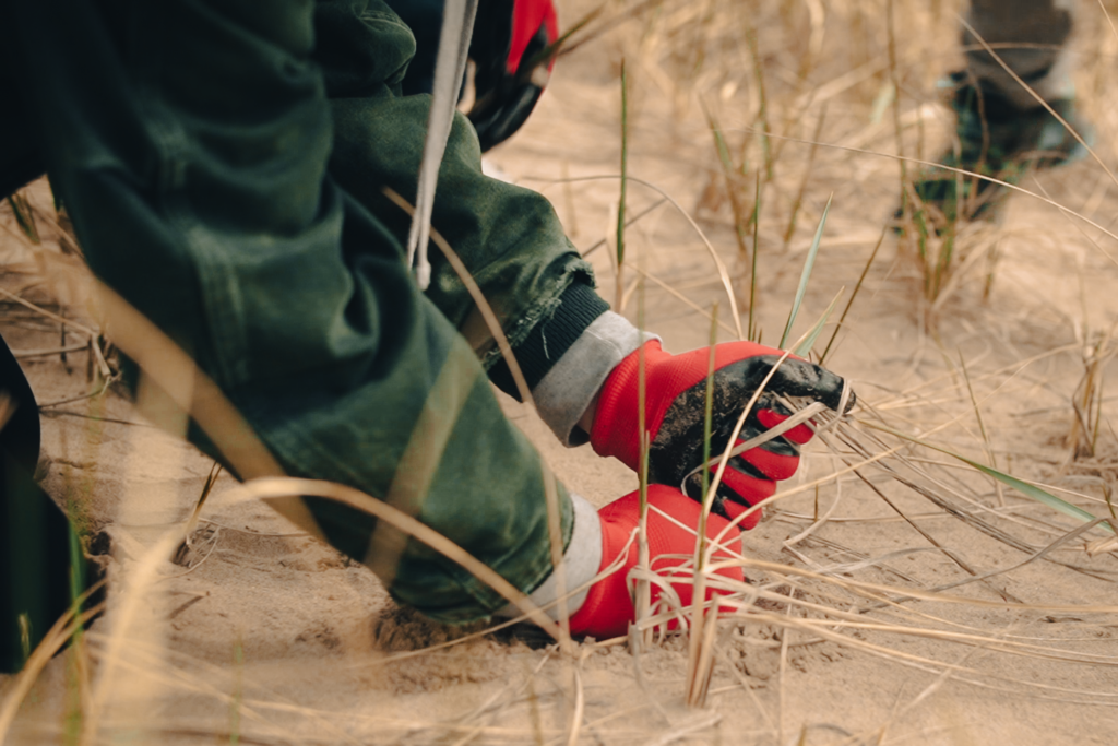 A person wearing bright red and black protective gloves, kneels on the sand to pull out invasive beach grass. Other clumps of grass await pulling.