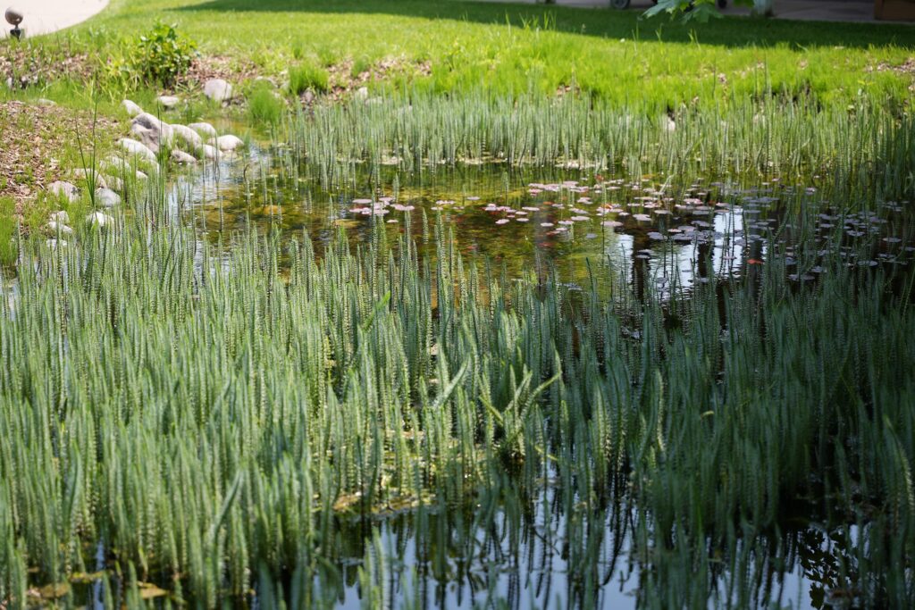 A rain garden edged with cobbles holds water. Pale green emergent vegetation and floating lily pads provide green infrastructure.