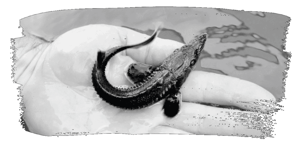 A baby sturgeon in the palm of a hand over water.