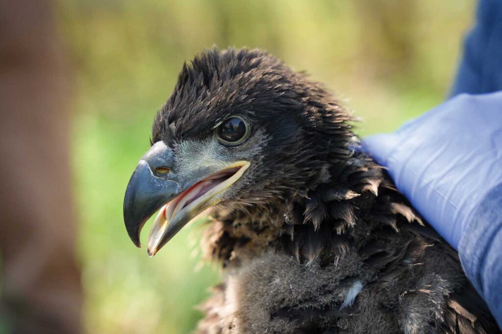 Large image of a juvenile bald eagle facing the viewer showing just the bird's head and face.